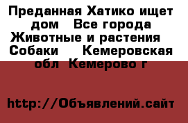 Преданная Хатико ищет дом - Все города Животные и растения » Собаки   . Кемеровская обл.,Кемерово г.